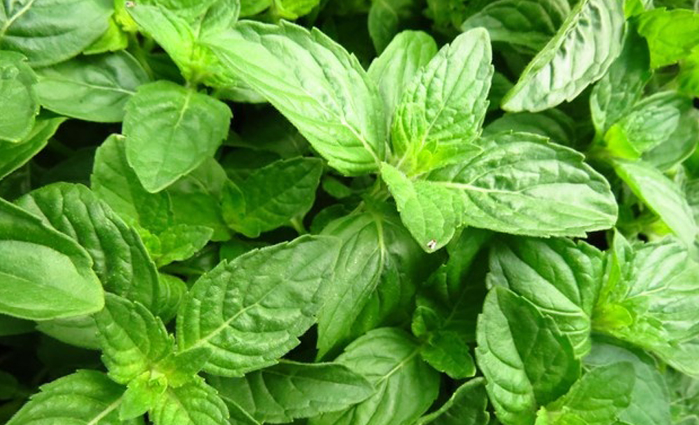 “BASIL LEAVES” MEDICINAL USES