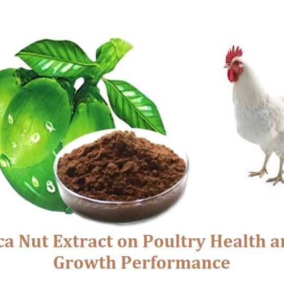 ARECA NUT EXTRACT_POULTRY HEALTH