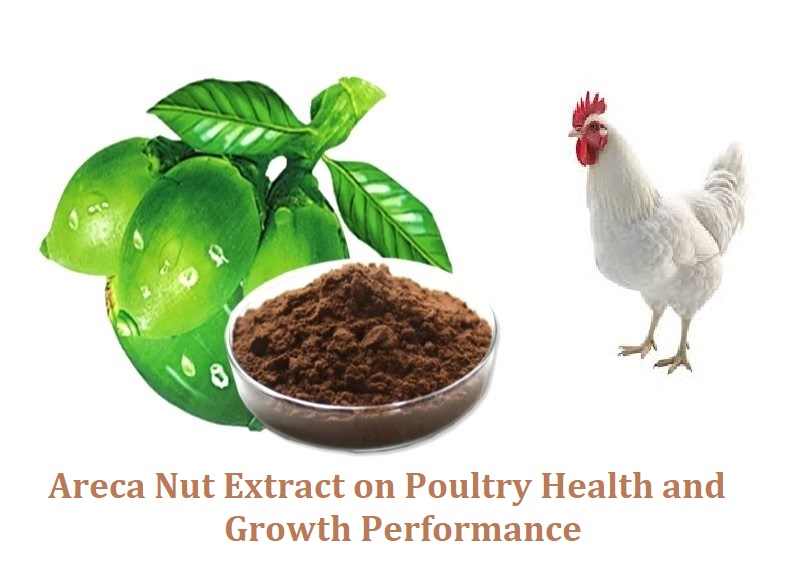 ARECA NUT EXTRACT_POULTRY HEALTH